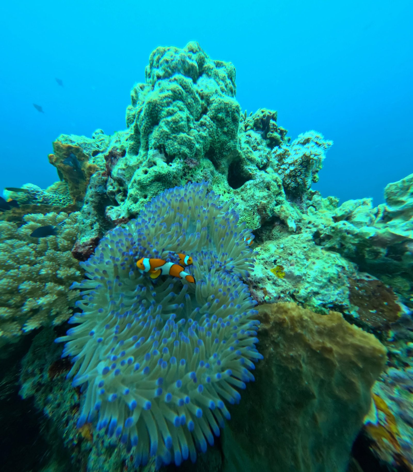 Menjangan Snorkeling & Dive